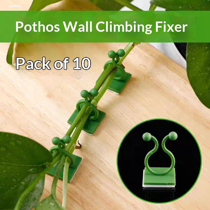 自己粘着式植物クライミングウォール固定クリップ、つる性植物固 - Vine Climbing Plastic のレビューと価格